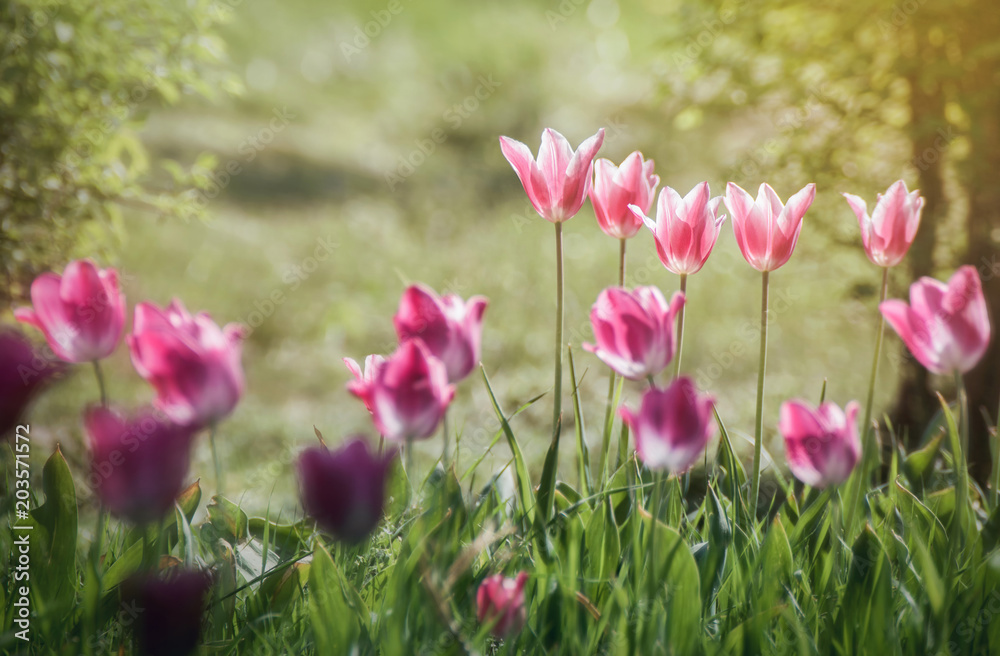 Fototapeta premium Pink tulips flowers close up on green background with bokeh effect in spring season