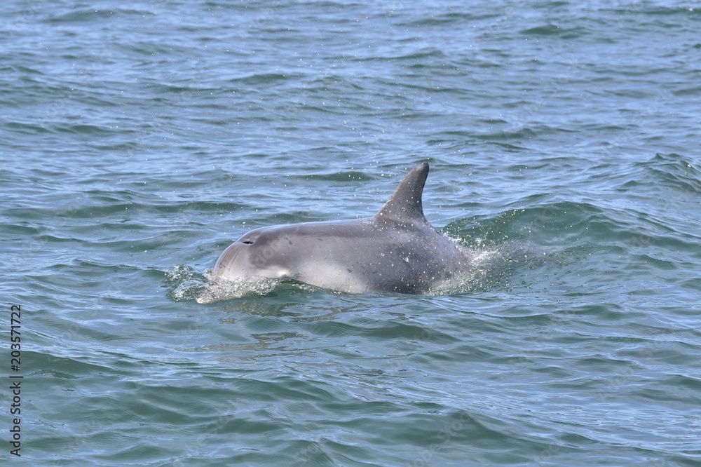 Fototapeta premium Dauphin dans la baie de St Malo