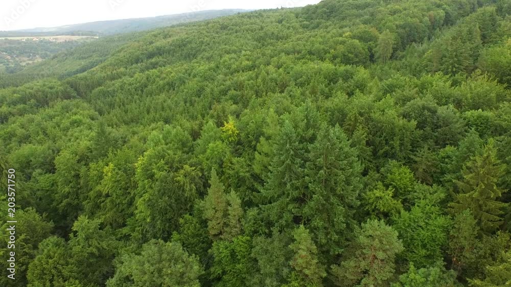 beautiful green forest beautiful green forest