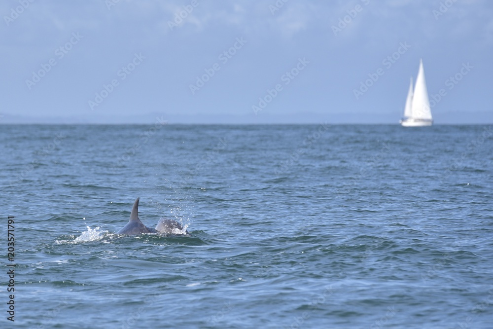 Fototapeta premium Dauphin dans la baie de St Malo