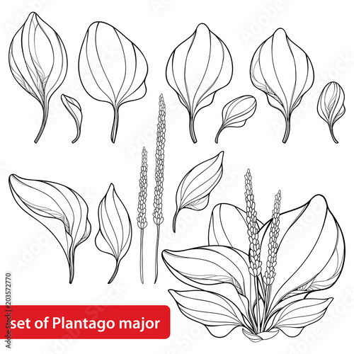 Vector set of outline Plantago major or Plantain, bunch, leaf and seed in black isolated on white background. Medicinal perennial herbs Plantain in contour style for summer design and coloring book. 