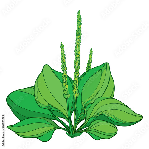 Vector outline Plantago major or Plantain rosette of ornate leaves and seed in green isolated on white background. Medicinal perennial herbs Plantain bunch in contour style for summer design. 