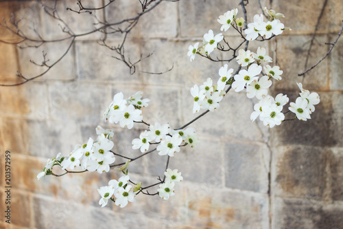 White Dogwood tree or Cornus florida in full bloom against blue sky. Hanamizuki, Cornus florida, Flowering Dogwood photo