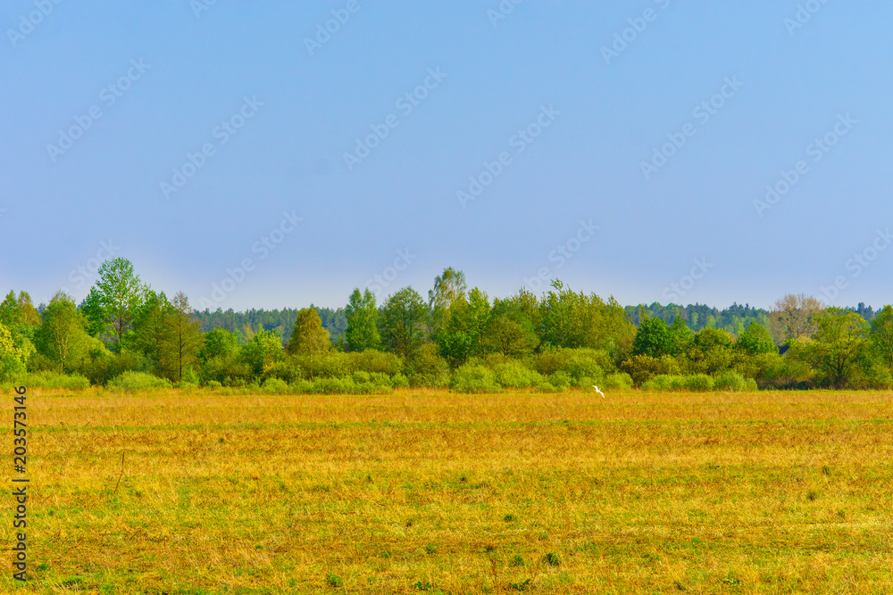 Spring landscape in the countryside