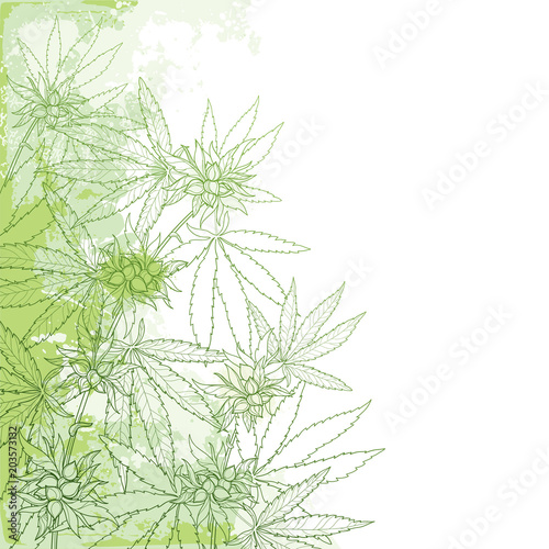 Vector outline Cannabis sativa or Cannabis indica or Marijuana bunch. Corner branch  leaves and seed on the pastel green textured background. Medicinal plant in contour style for summer design.