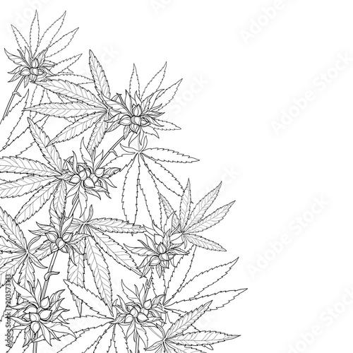 Vector outline Cannabis sativa or Cannabis indica or Marijuana bunch. Corner branch, leaf and seed in black isolated on white background. Contour medicinal plant for summer design or coloring book.