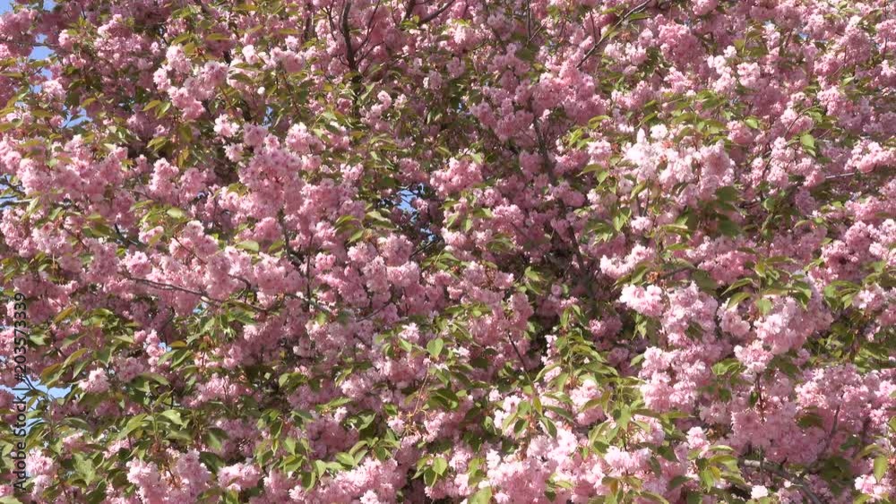 Beautiful pink sakura flowers bloom in the botanical garden in the spring close-up Beautiful pink sakura flowers bloom in the botanical garden in the spring close-up