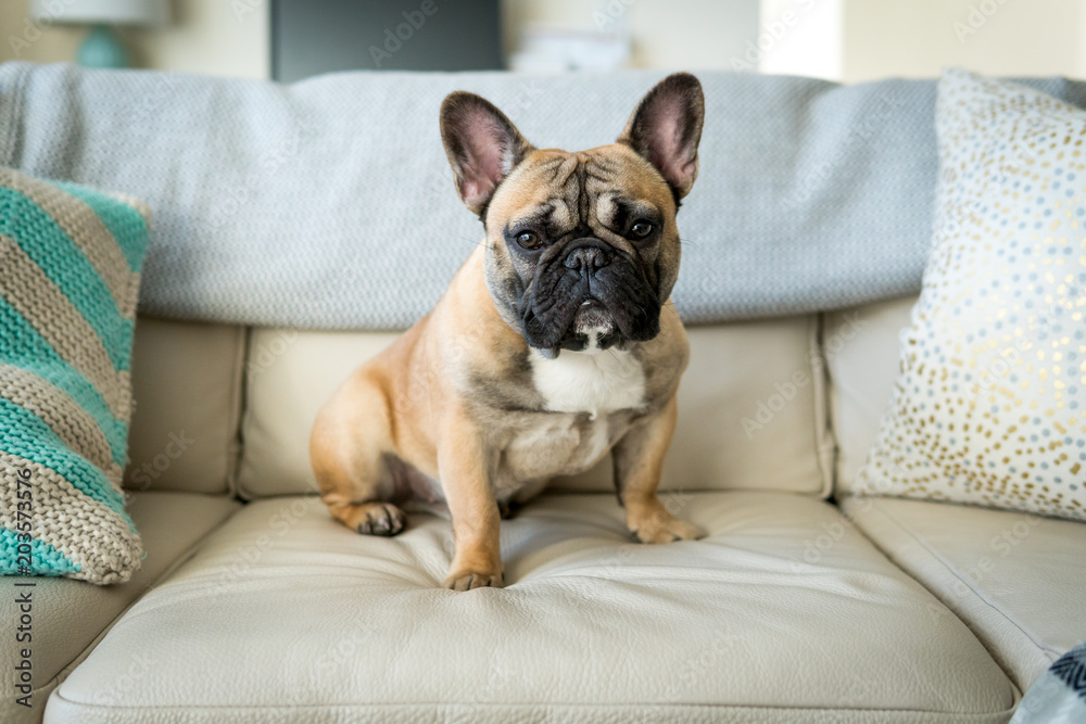 French top bulldog couch