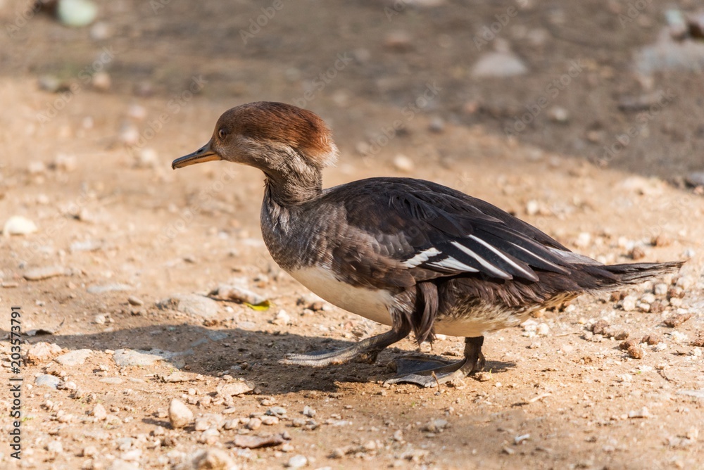 Fototapeta premium Hooded merganser walking on the ground