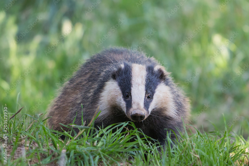 European badger (Meles meles), Dumfries, Scotland European badger (Meles meles), Dumfries, Scotland
