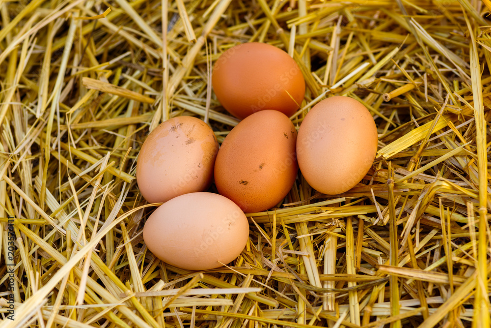 natural brown chicken eggs lie on the straw