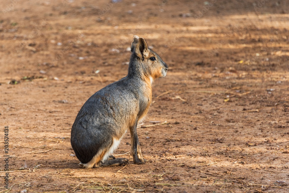 Obraz premium A patagonian mara in a zoo