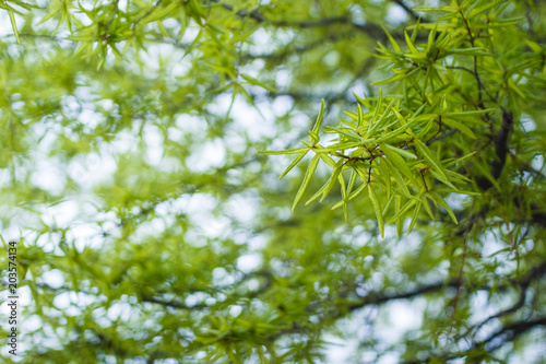 Green leaves on a tree branch in spring
