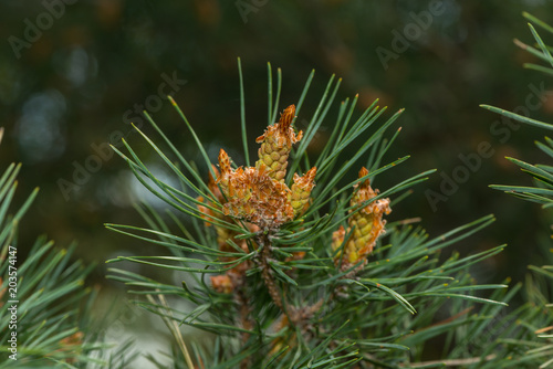 Nahaufnahme der Kiefernblüte photo