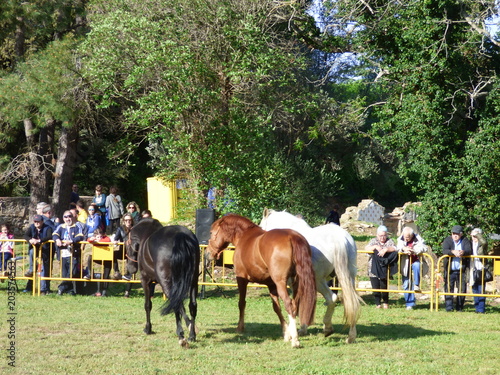 Feria del Caballo en Corsá​​, pueblo del Ampurdán, en Gerona (Cataluña,España) photo