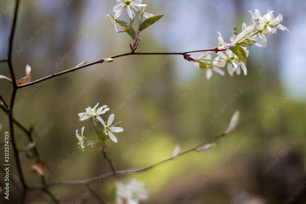 Branch of a tree with white flowers in early spring