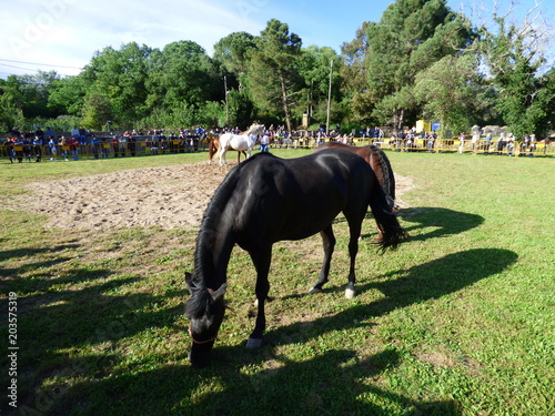 Caballos en Corsá​​, pueblo del Ampurdán, en Gerona (Cataluña,España) photo