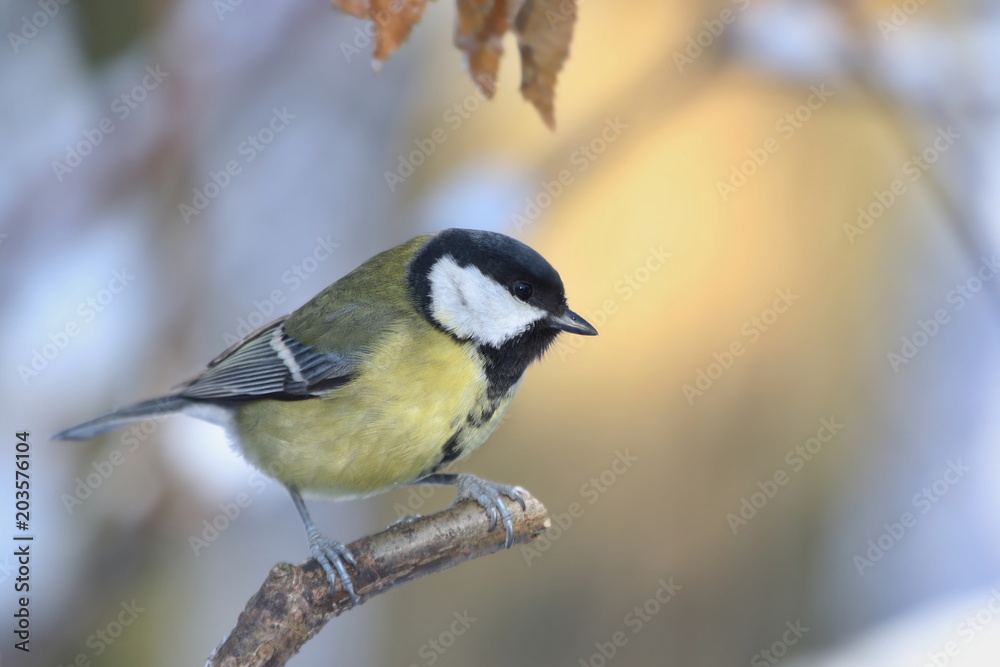 Garden bird Great tit, songbird sitting on the branch. little bird in nature forest habitat, Wildlife scene from nature. Parus major Garden bird Great tit, songbird sitting on the branch. little bird in nature forest habitat, Wildlife scene from nature. Parus major