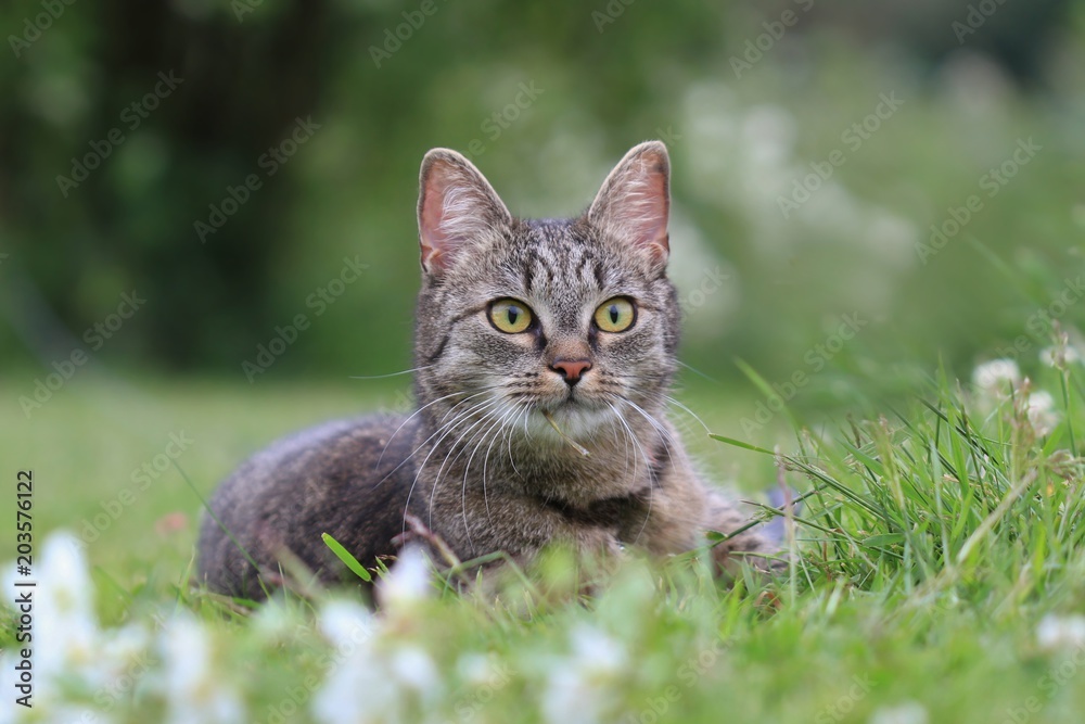 Beautiful tabby cat lying in the grass . Felis silvestris