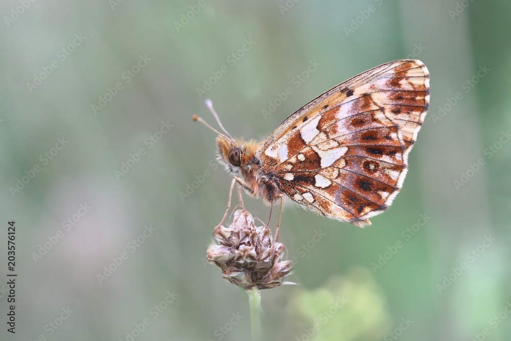 Butterfly Weaver's fritillary sitting on the flower. Violet fritillary with closed wings sits on the plant with green background. Small butterfly in the nature habitat. Boloria dia.
