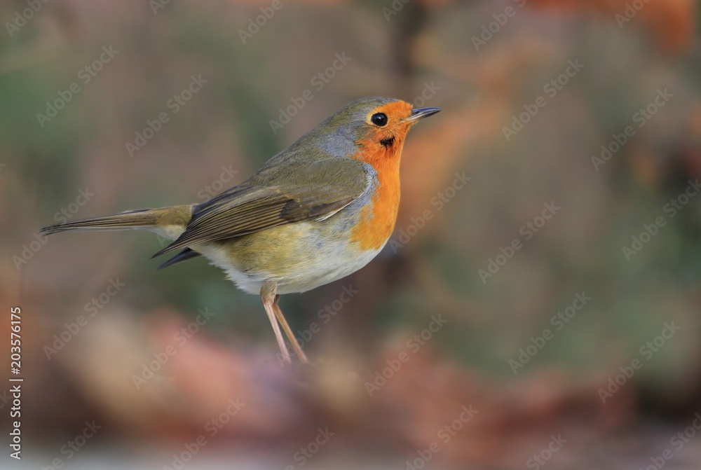 Photo of European robin (Erithacus rubecula) sits on oground. Detailed and bright portrait. Autumn landscape with a song bird. Erithacus rubecula Photo of European robin (Erithacus rubecula) sits on oground. Detailed and bright portrait. Autumn landscape with a song bird. Erithacus rubecula