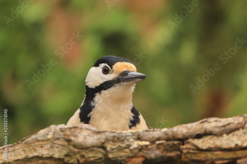 Great spotted woodpecker on the ground in moss in search for food. Wildlife scene from nature. Dendrocopos major