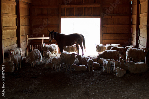 Slika na platnu Horse, sheep and donkeys in a stable on the farm
