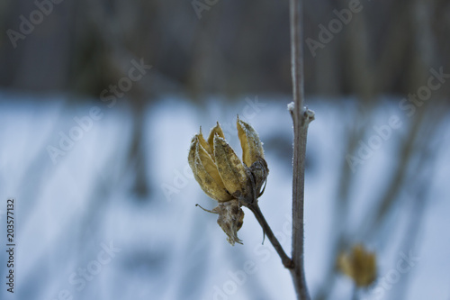 Frost Tipped Seed Pods photo