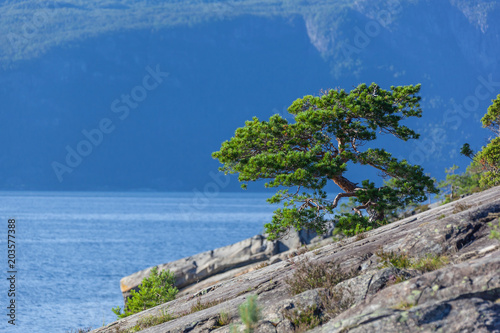Pine grows on the sunlit rocks around the mountain lake Roldalsvatnet, Norway photo
