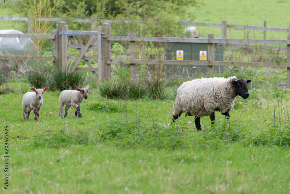 pair of lambs following their mother through field with dangerous electricity cupboard in the background pair of lambs following their mother through field with dangerous electricity cupboard in the background