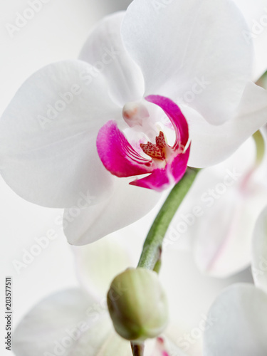 white Orchid in soft focus
