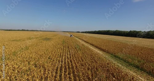 combine harvests corn