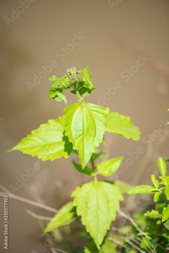 bitter bush,Siam weed or Chromolaena odorata photo