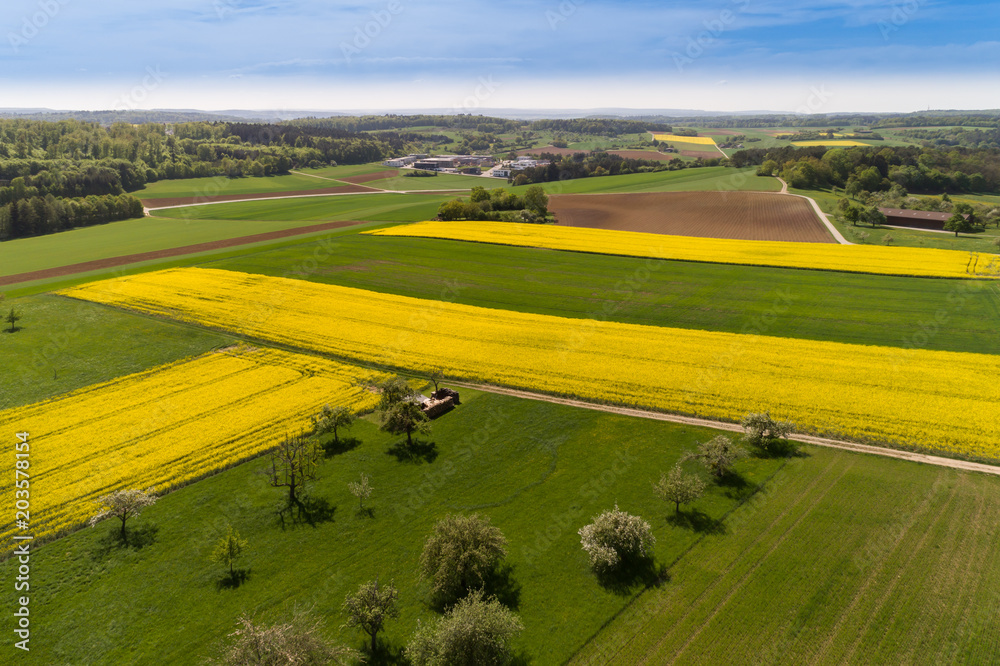Fototapeta premium Luftbild blühende Rapsfelder im Frühling