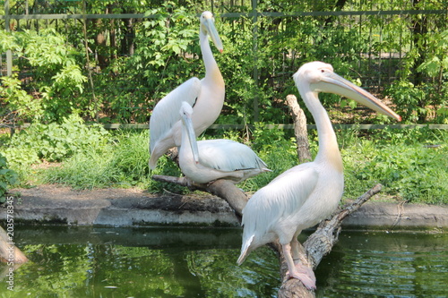 family of pelicans