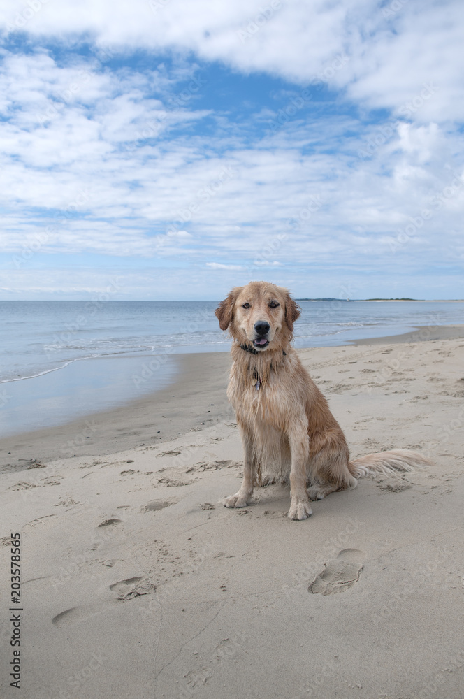 Dog on Beach Dog on Beach