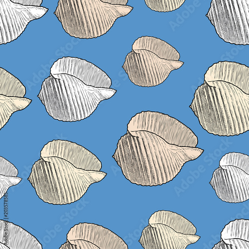 Pattern of the sea cockleshells