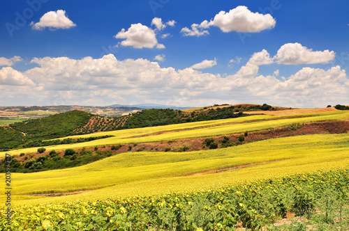 Typical landscape with white farmhouse sunflowers and olive groves near Arcos de la Frontera Andaluc?a Spain. photo