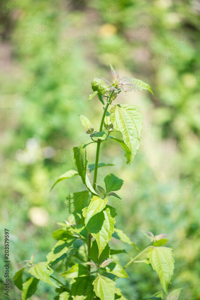 Bitter bush,Siam weed or Chromolaena odorata Bitter bush,Siam weed or Chromolaena odorata