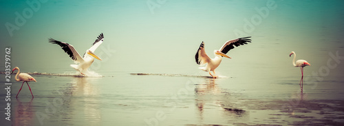 Greater flamingo in Walvis Bay flamingos and pelicans