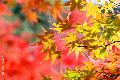 the beautiful autumn color of Japan yellow, green and red maple leaves with colorful blured bokeh background in autumn season, Japan