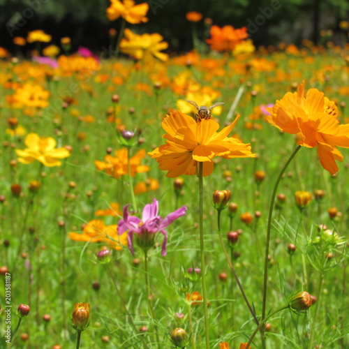 Field of Flowers