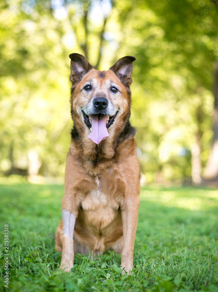 A senior German Shepherd mixed breed dog with a shaved leg after surgery