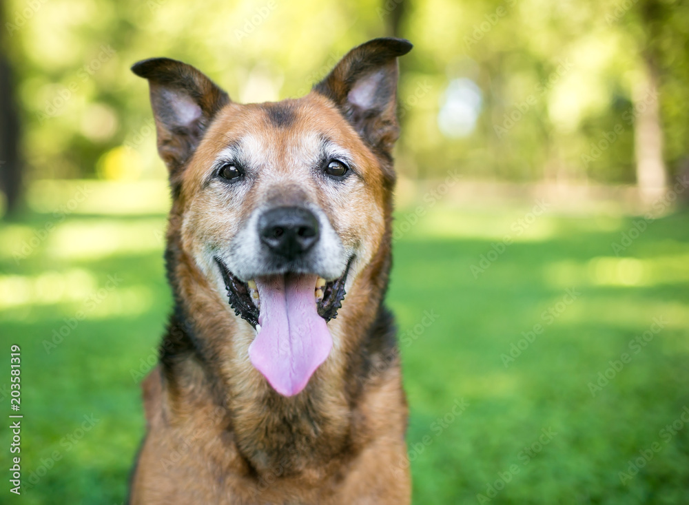 A senior German Shepherd mixed breed dog panting outdoors