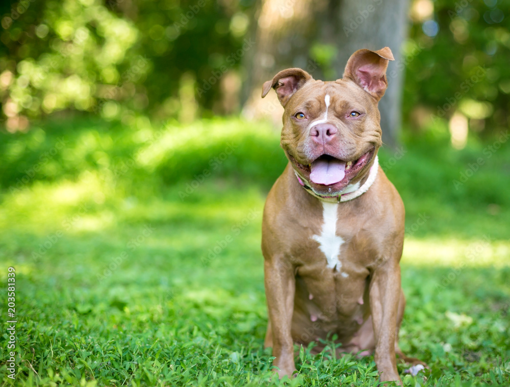 A Boxer / Pit Bull Terrier mixed breed dog with a happy expression