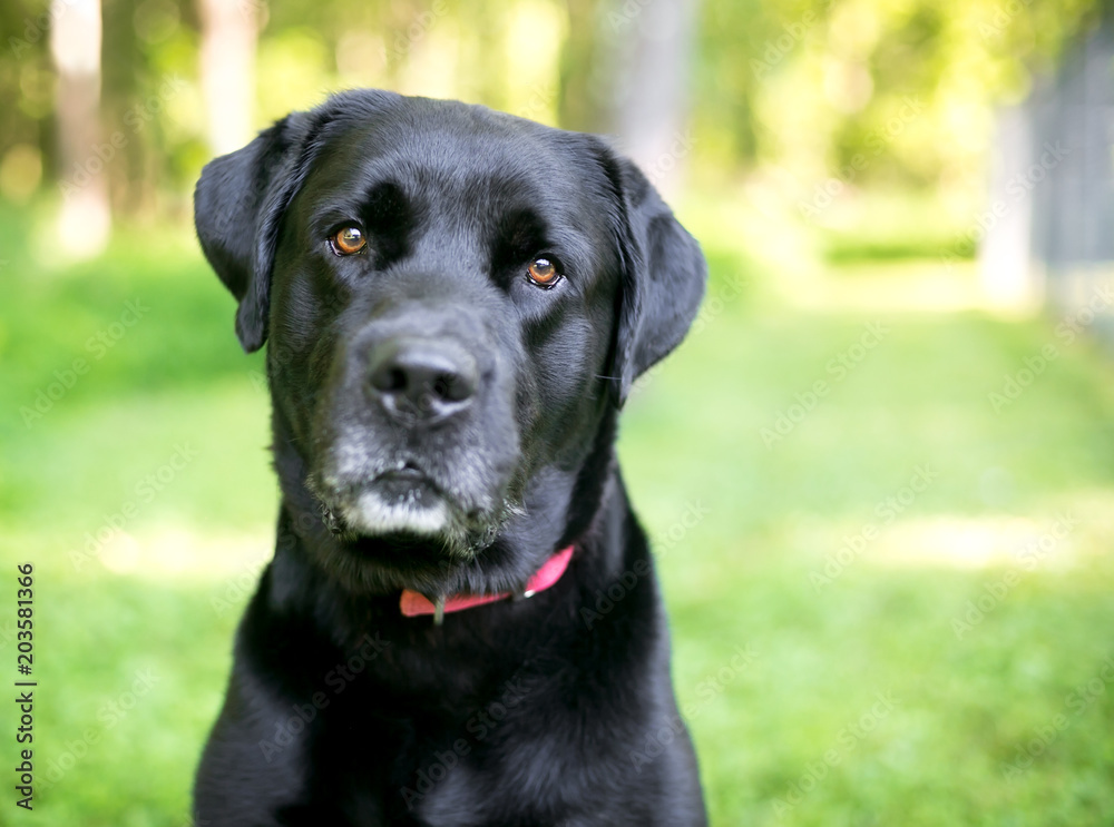 A purebred Labrador Retriever dog with shiny black fur