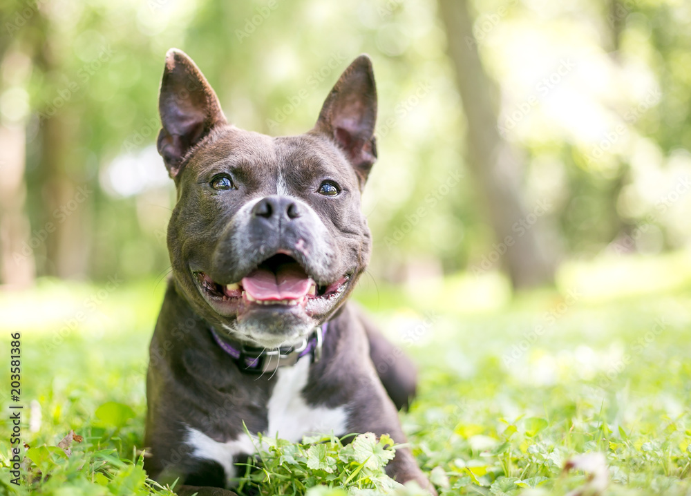 A Pit Bull Terrier mixed breed dog relaxing in the grass with a happy expression
