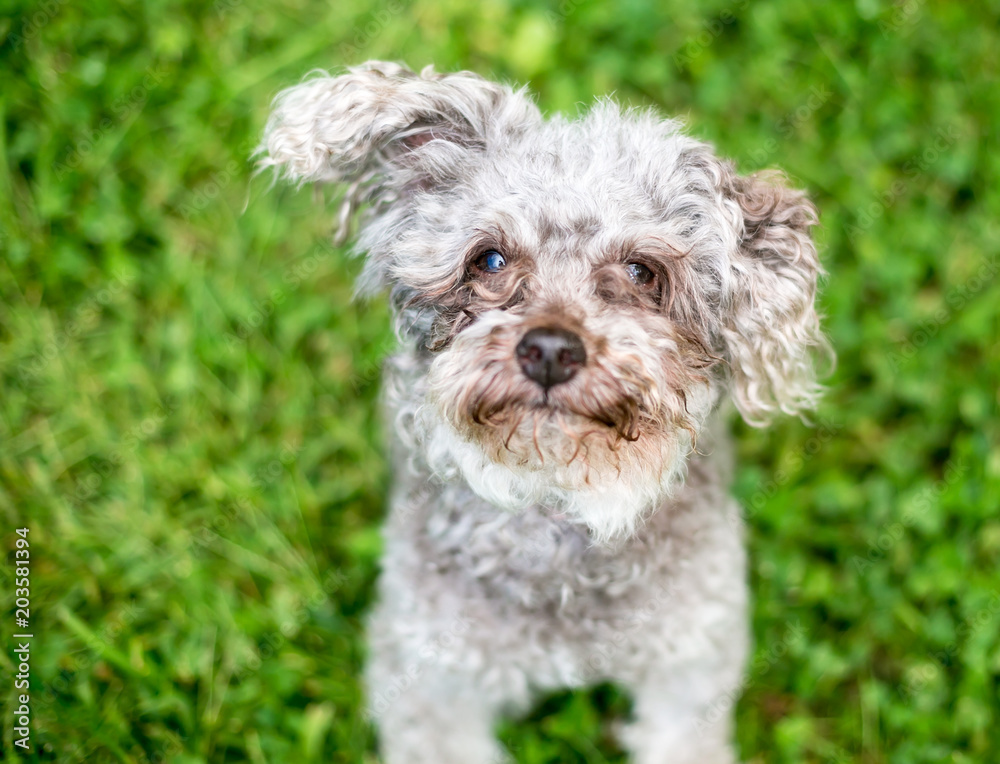 A scruffy Toy Poodle mixed breed dog with tear stains on its face A scruffy Toy Poodle mixed breed dog with tear stains on its face