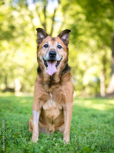 A senior German Shepherd mixed breed dog with a shaved leg after surgery