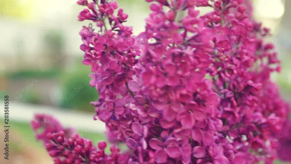 Lilac purple flowers tree , natural seasonal spring floral macro Lilac purple flowers tree , natural seasonal spring floral macro